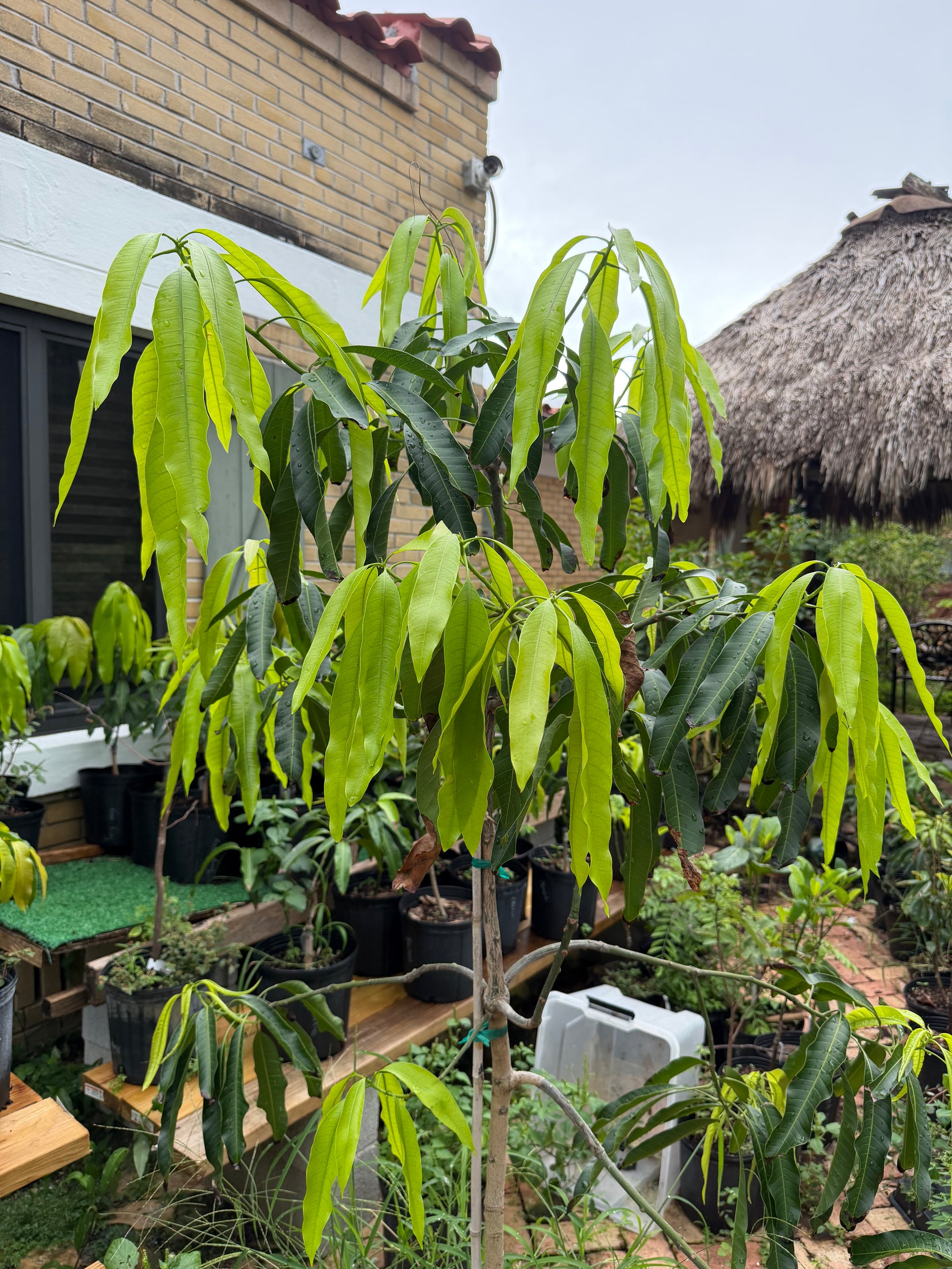 Large Grafted Mallika Mango Tree