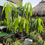 Large Grafted Mallika Mango Tree