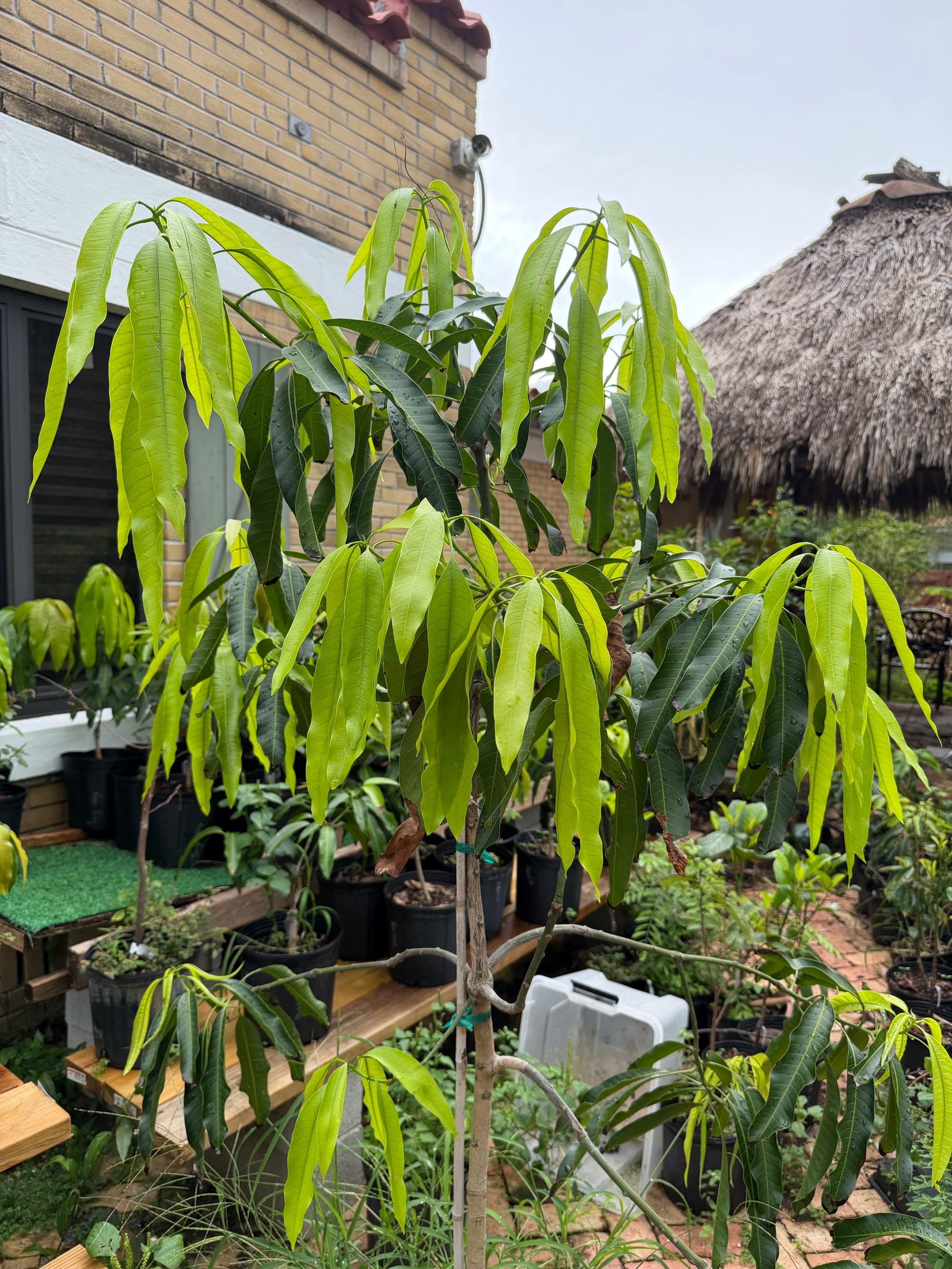 Large Grafted Mallika Mango Tree