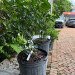 Persian Lime Plant Grafted