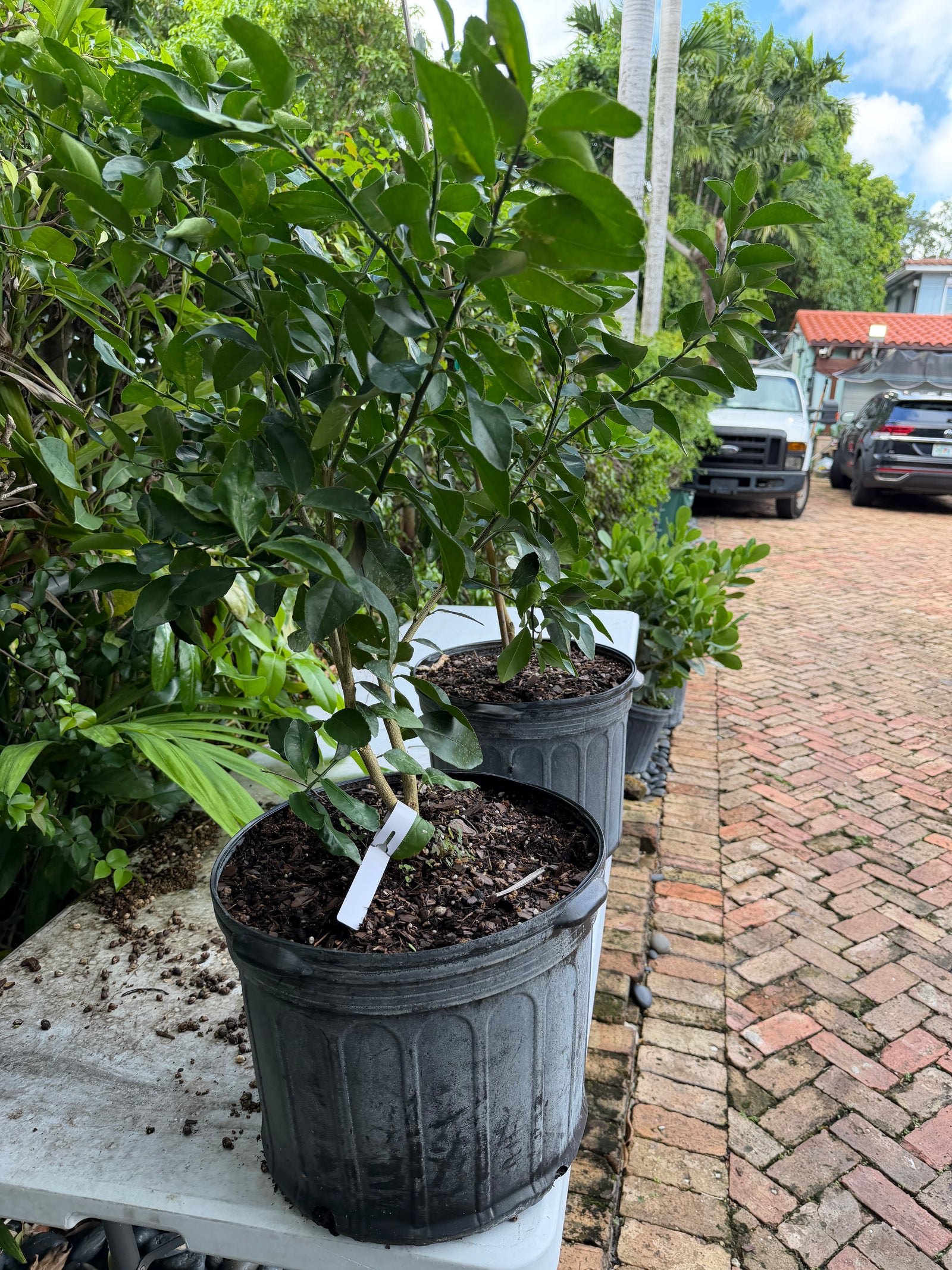 Persian Lime Plant Grafted