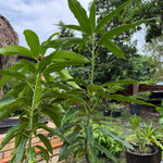 Haden Mango Grafted