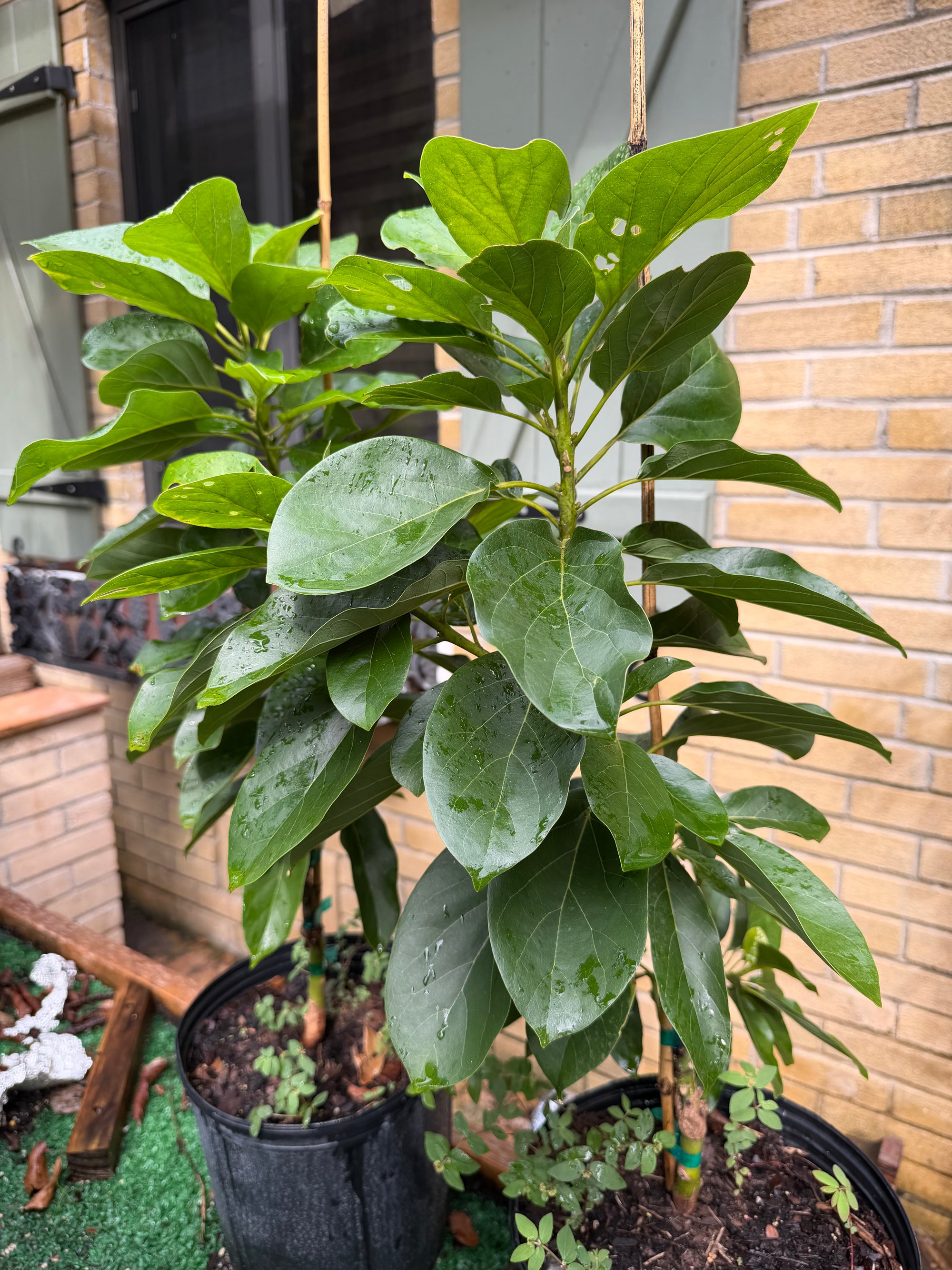 Catalina Avocado Grafted