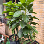 Catalina Avocado Grafted