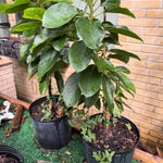 Food Forest Package (Full Service)