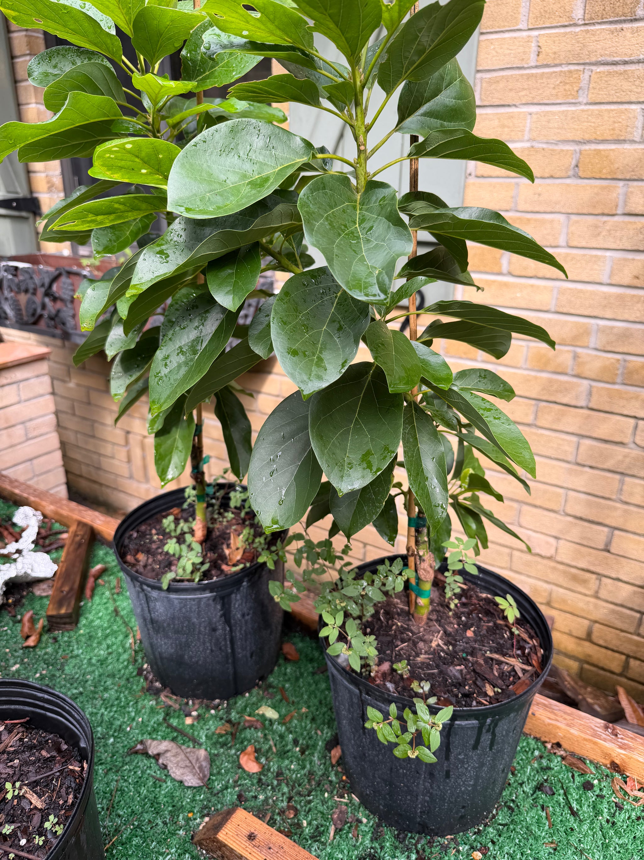 Catalina Avocado Grafted