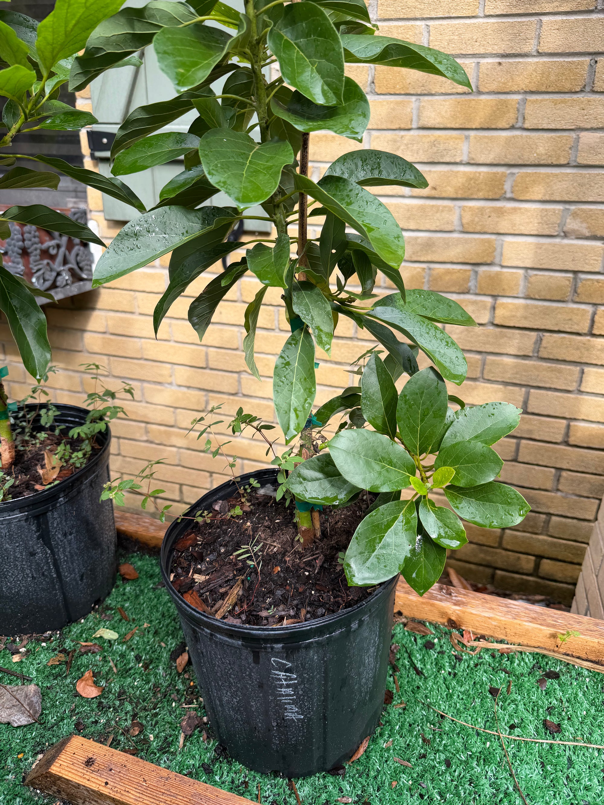 Catalina Avocado Grafted