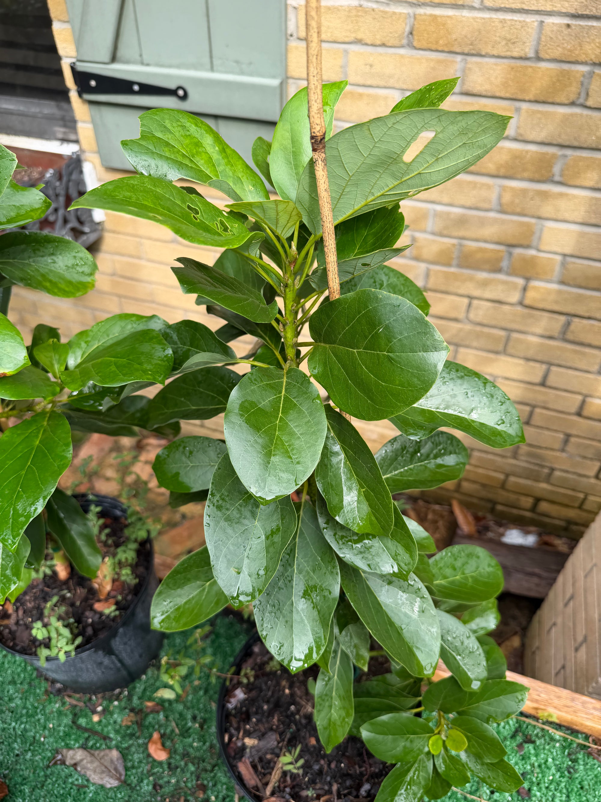 Catalina Avocado Grafted