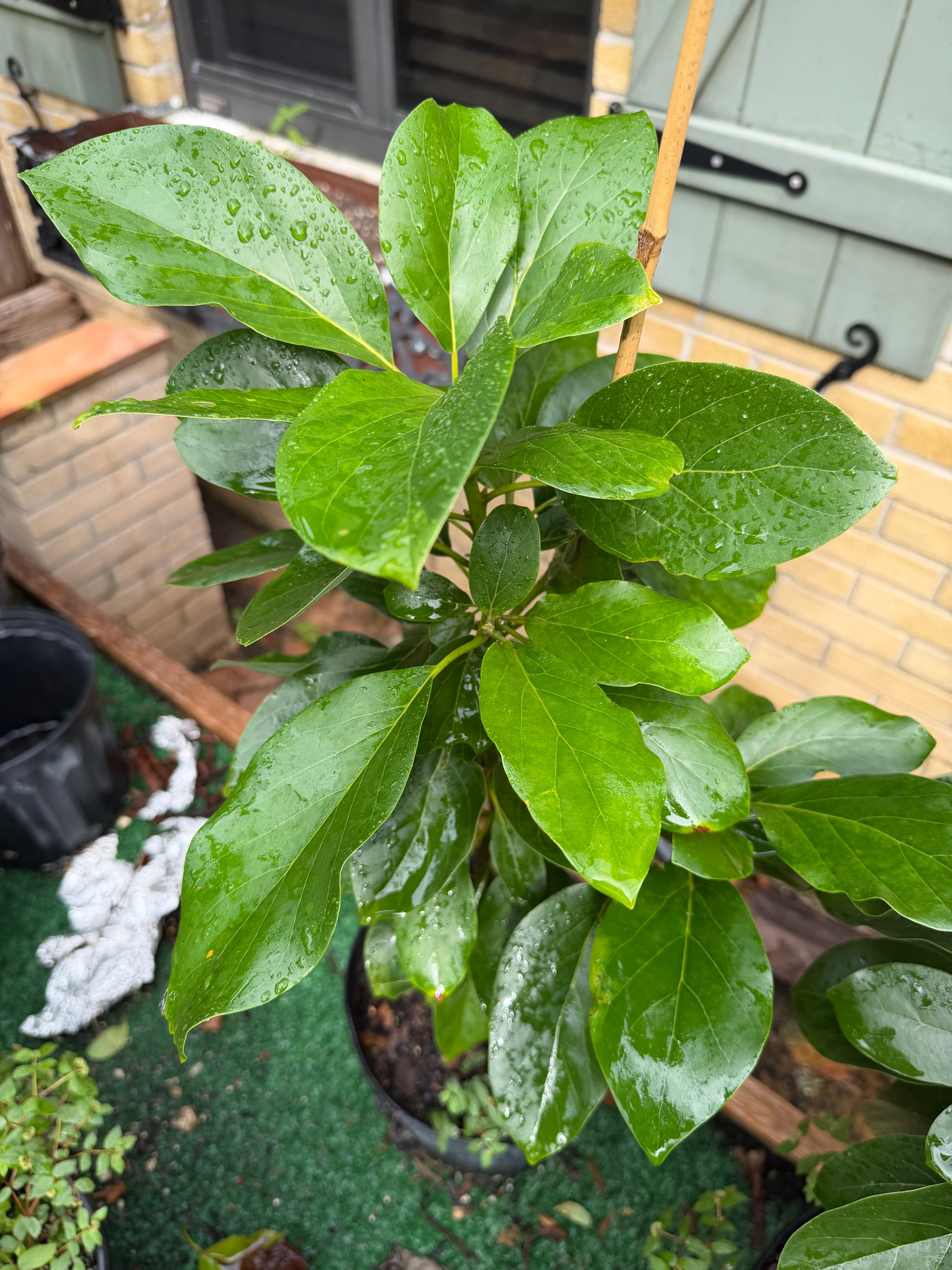 Catalina Avocado Grafted