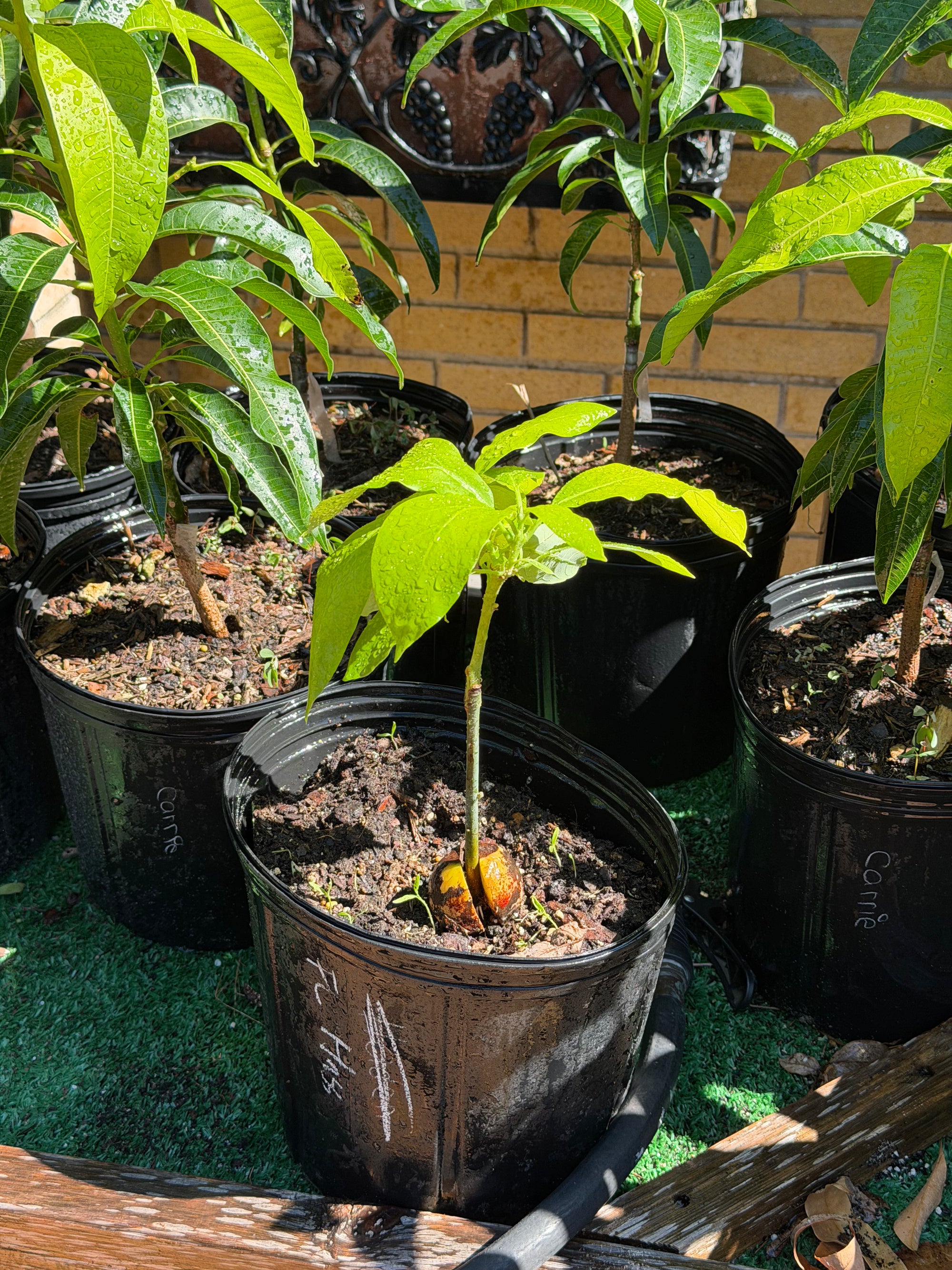 Grafted Florida Hass Avocado Plant (Recent Graft)