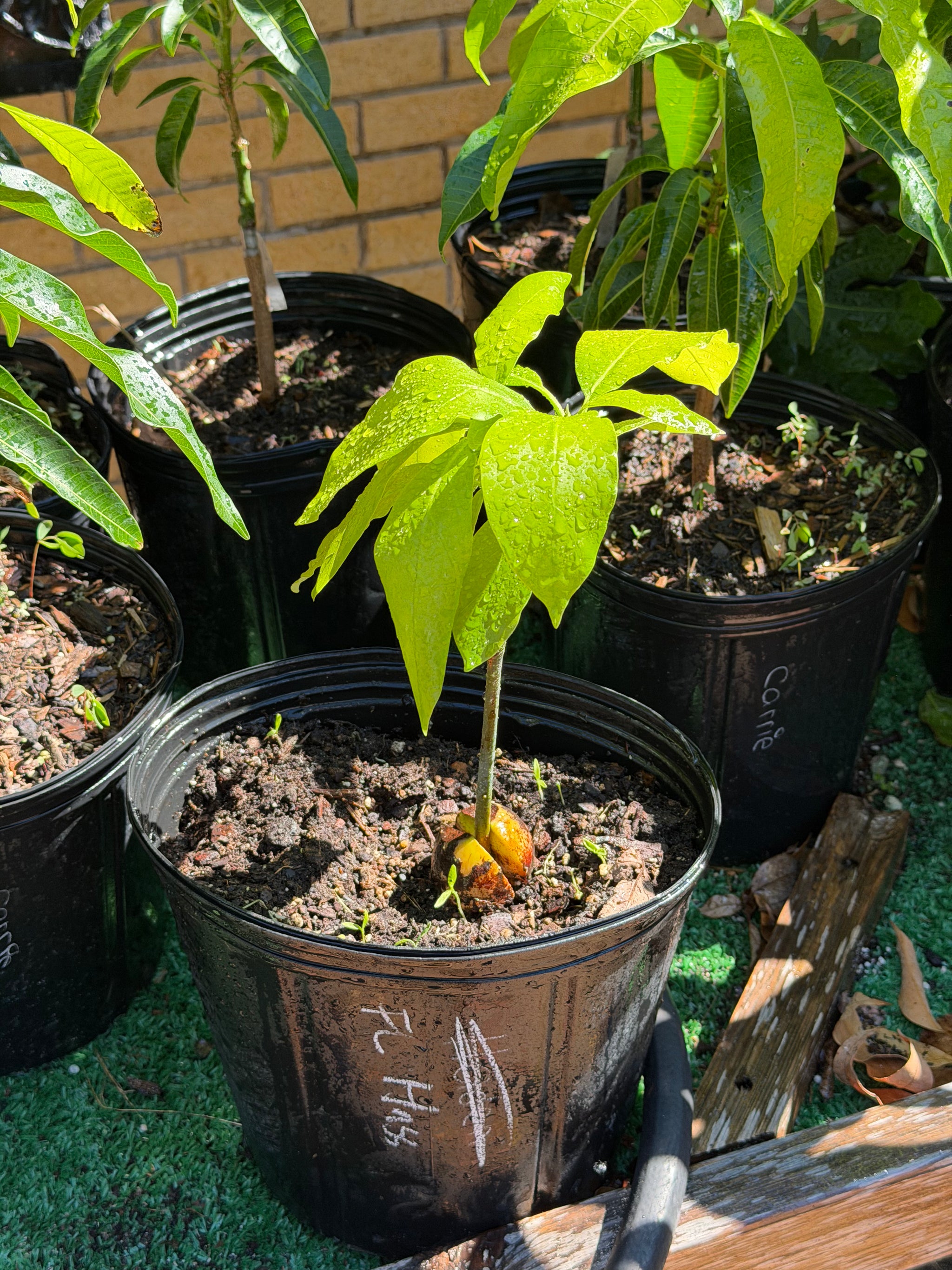 Grafted Florida Hass Avocado Plant (Recent Graft)