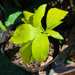 Grafted Florida Hass Avocado Plant (Recent Graft)