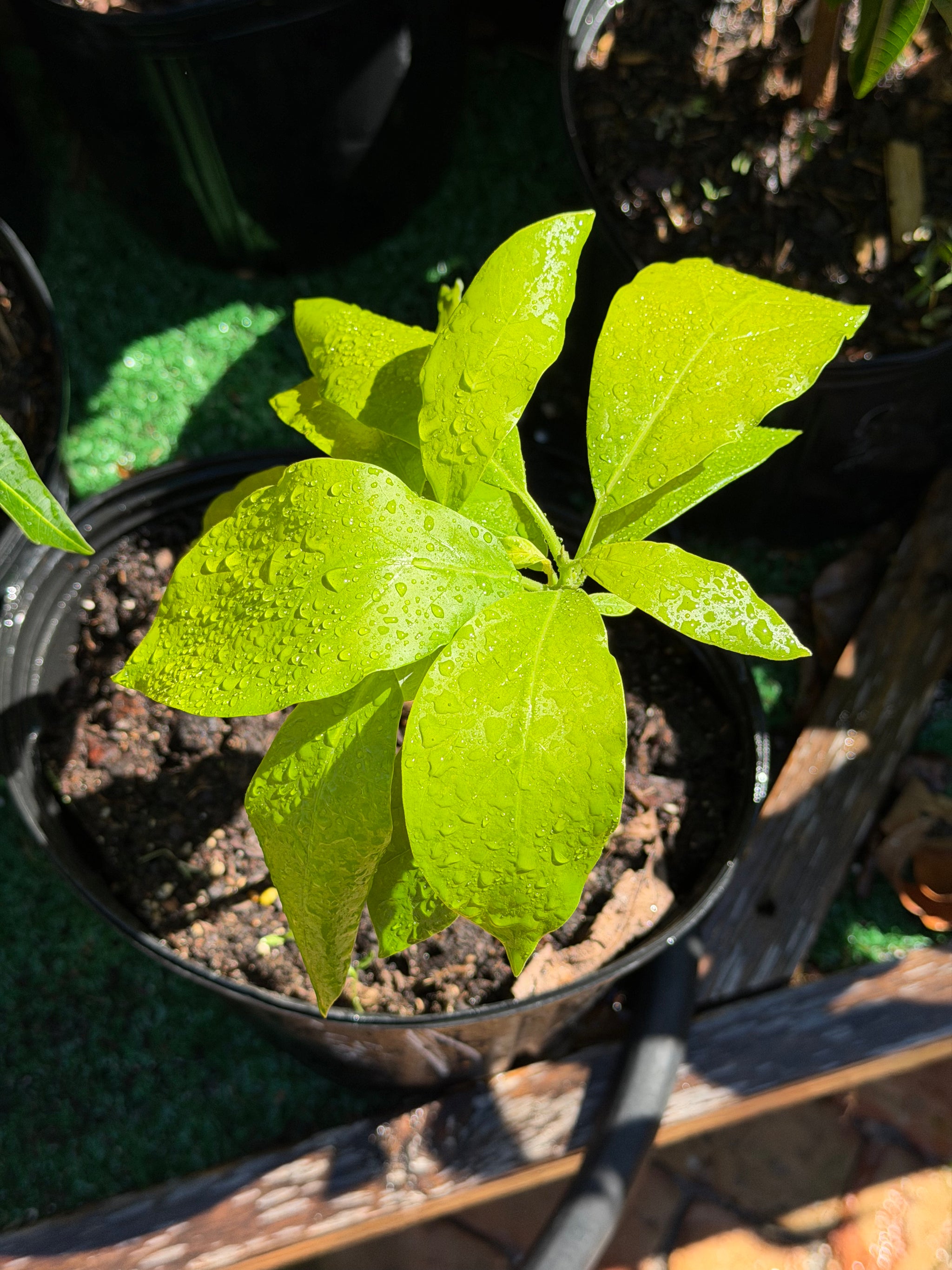 Grafted Florida Hass Avocado Plant (Recent Graft)
