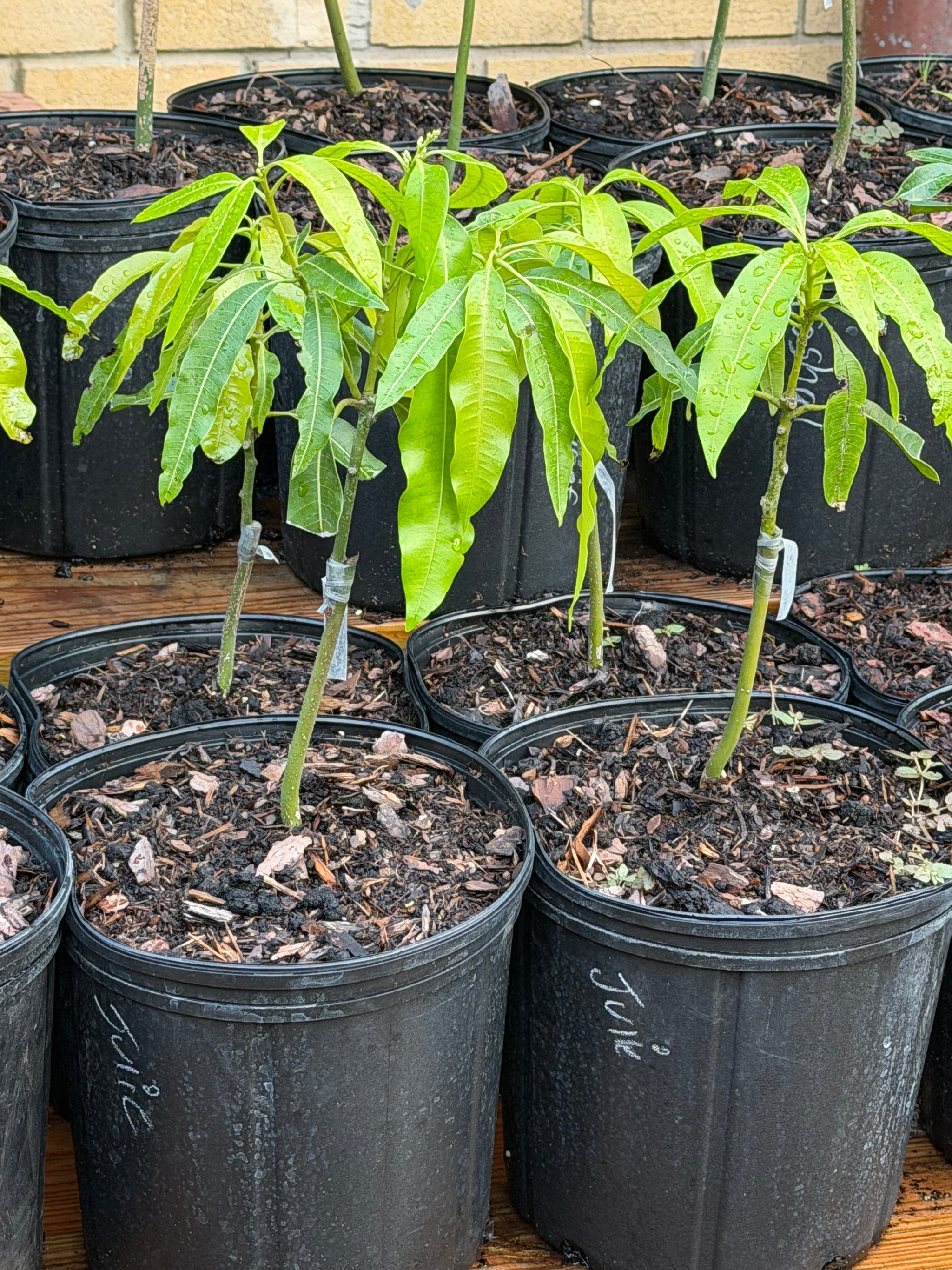 Julie (Dwarf) Mango Grafted 12+ Inchers