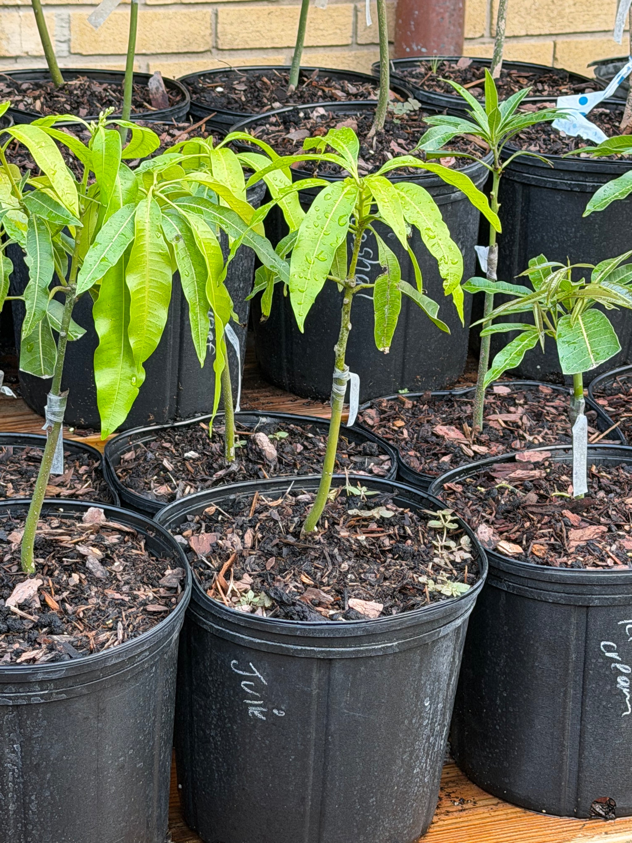 Julie (Dwarf) Mango Grafted 12+ Inchers