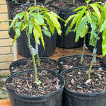 Julie (Dwarf) Mango Grafted 12+ Inchers