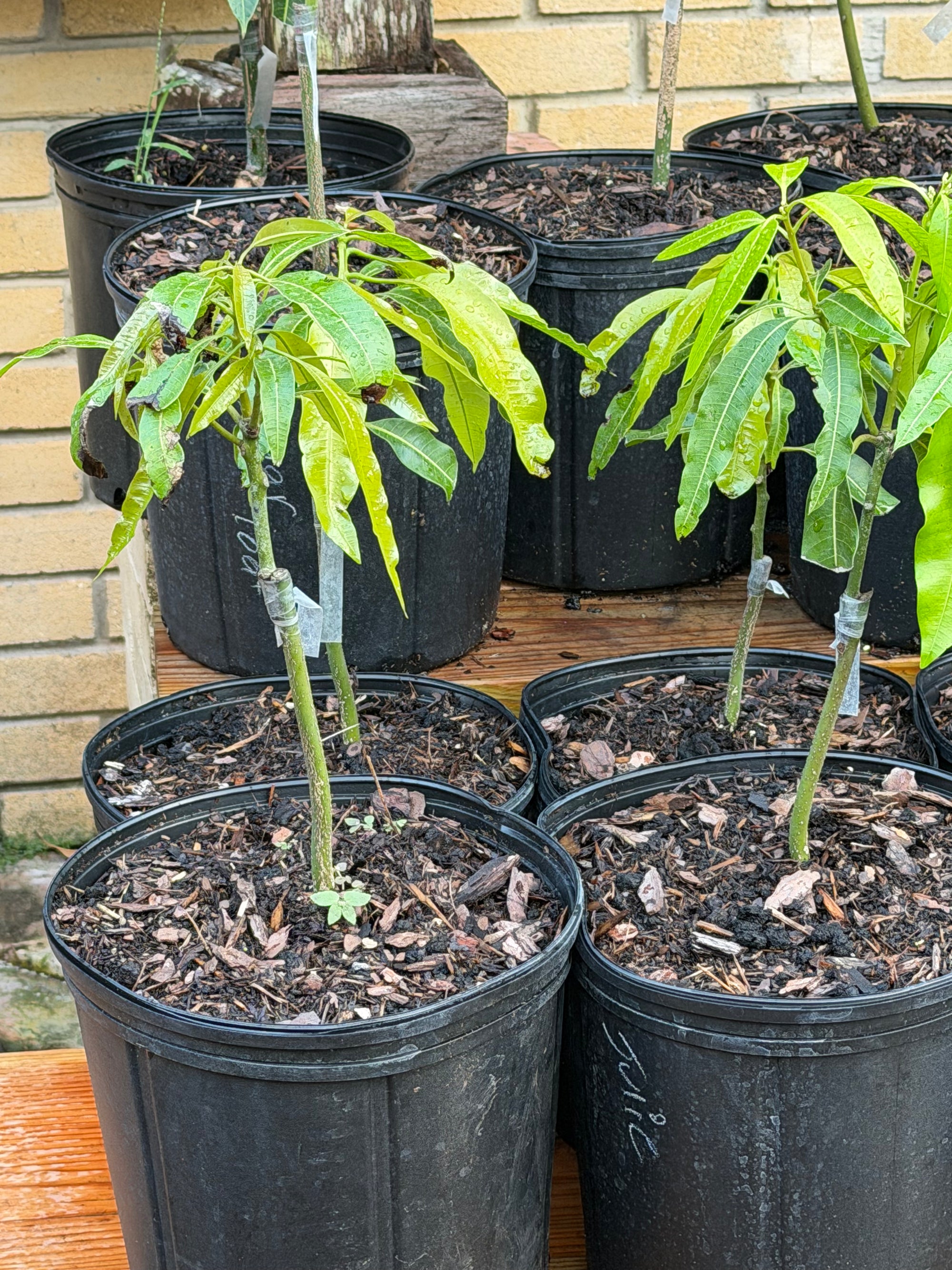 Julie (Dwarf) Mango Grafted 12+ Inchers