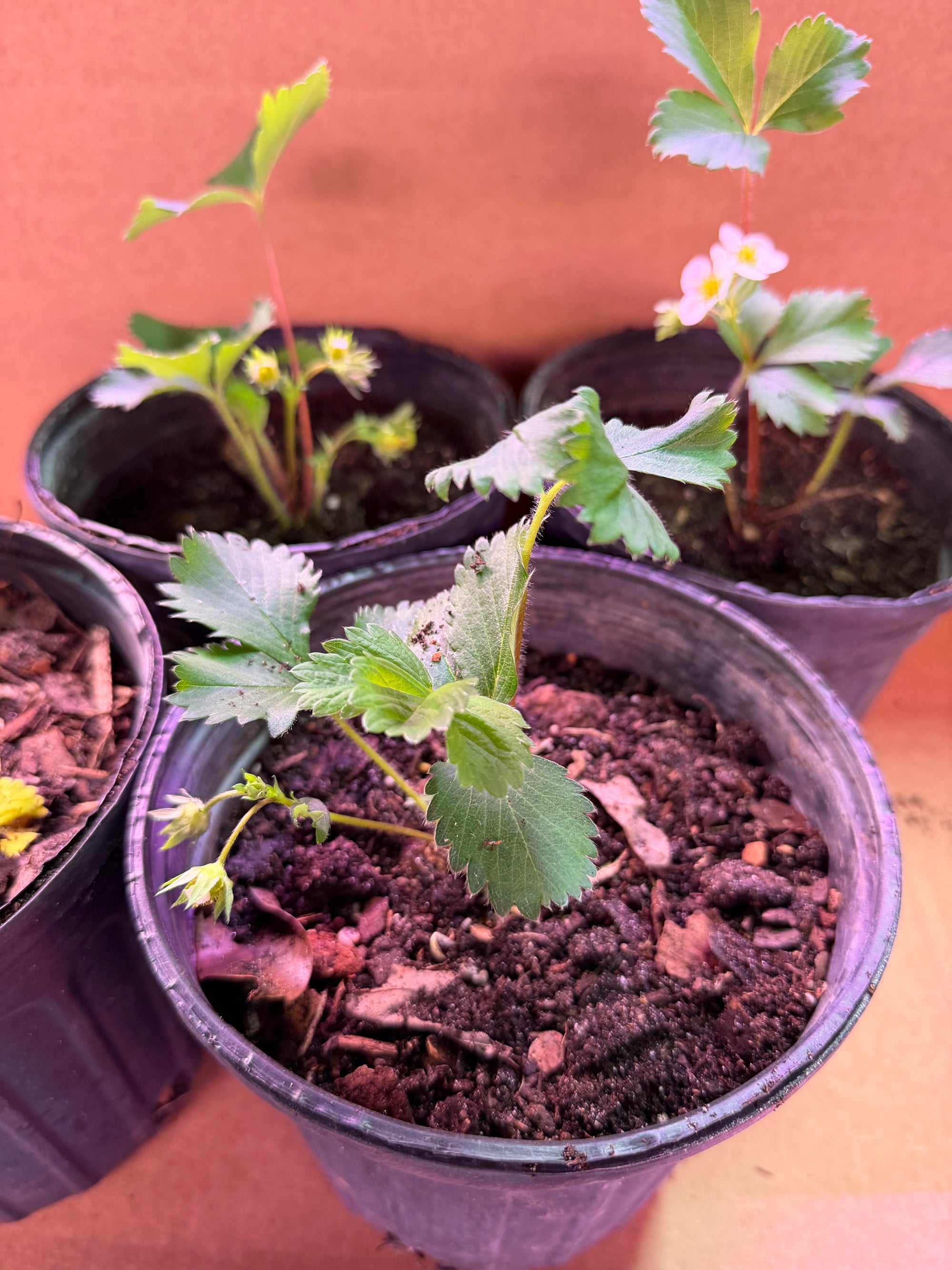 Everbearing Strawberry Plants