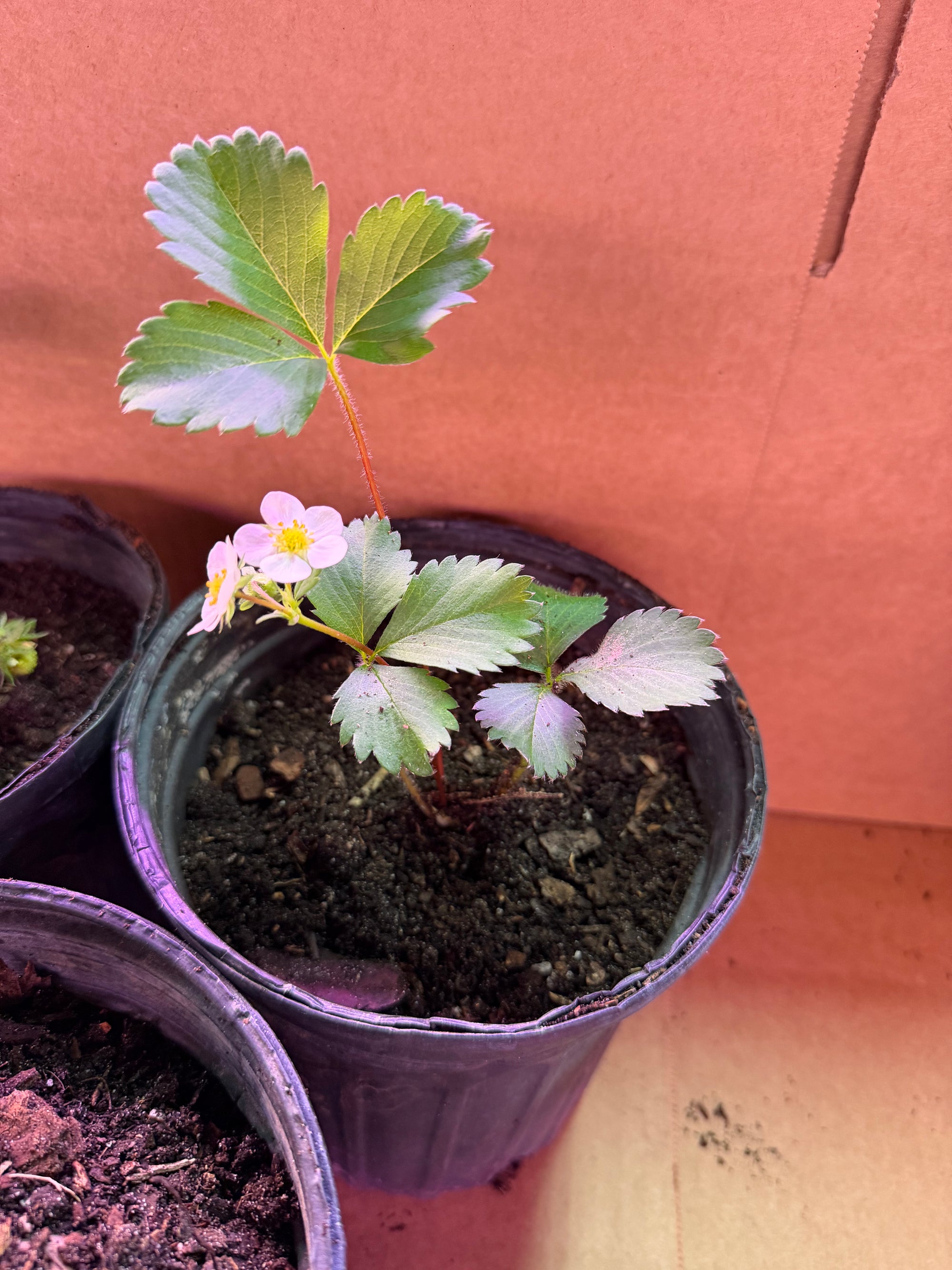 Everbearing Strawberry Plants