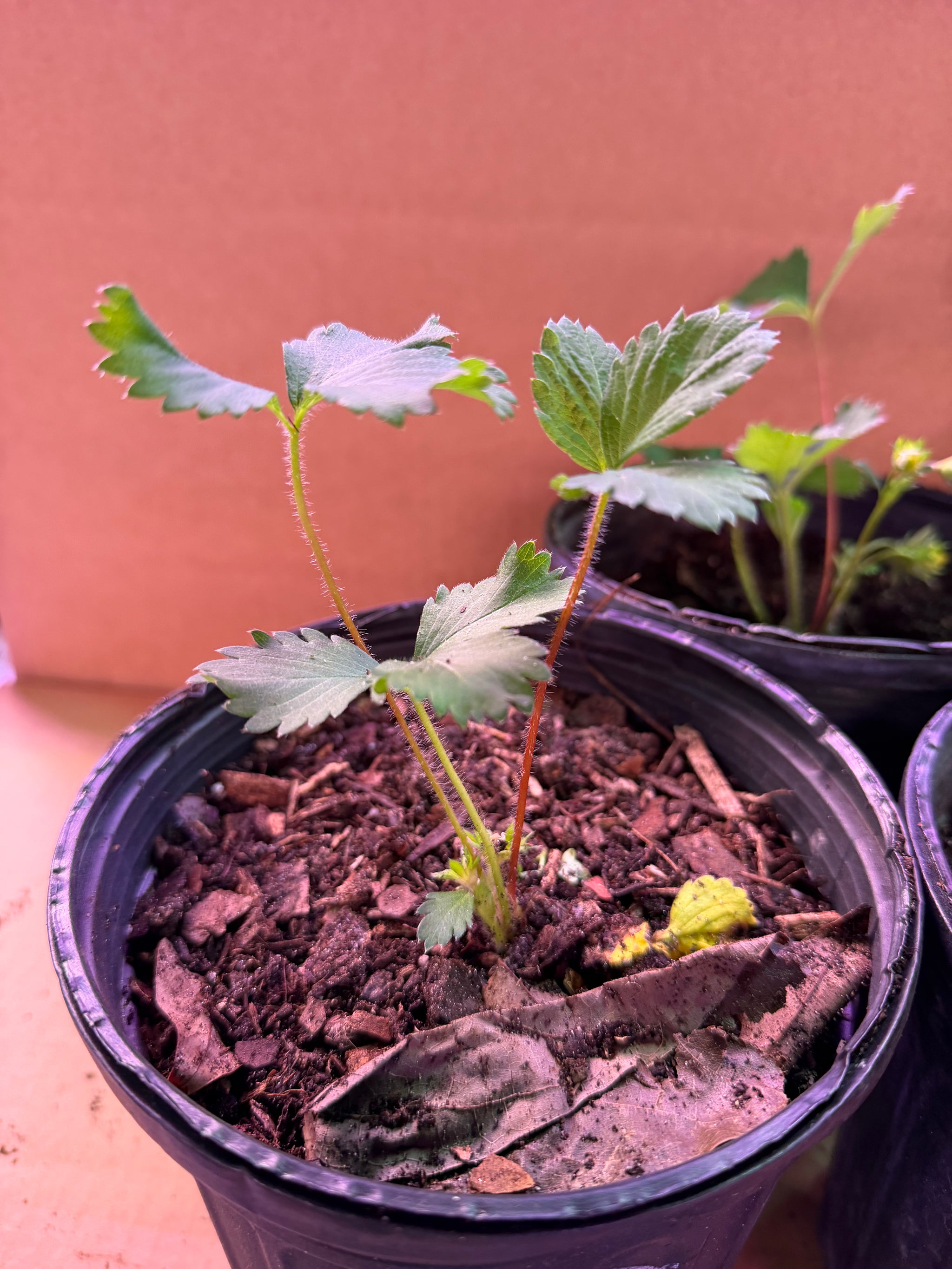 Everbearing Strawberry Plants