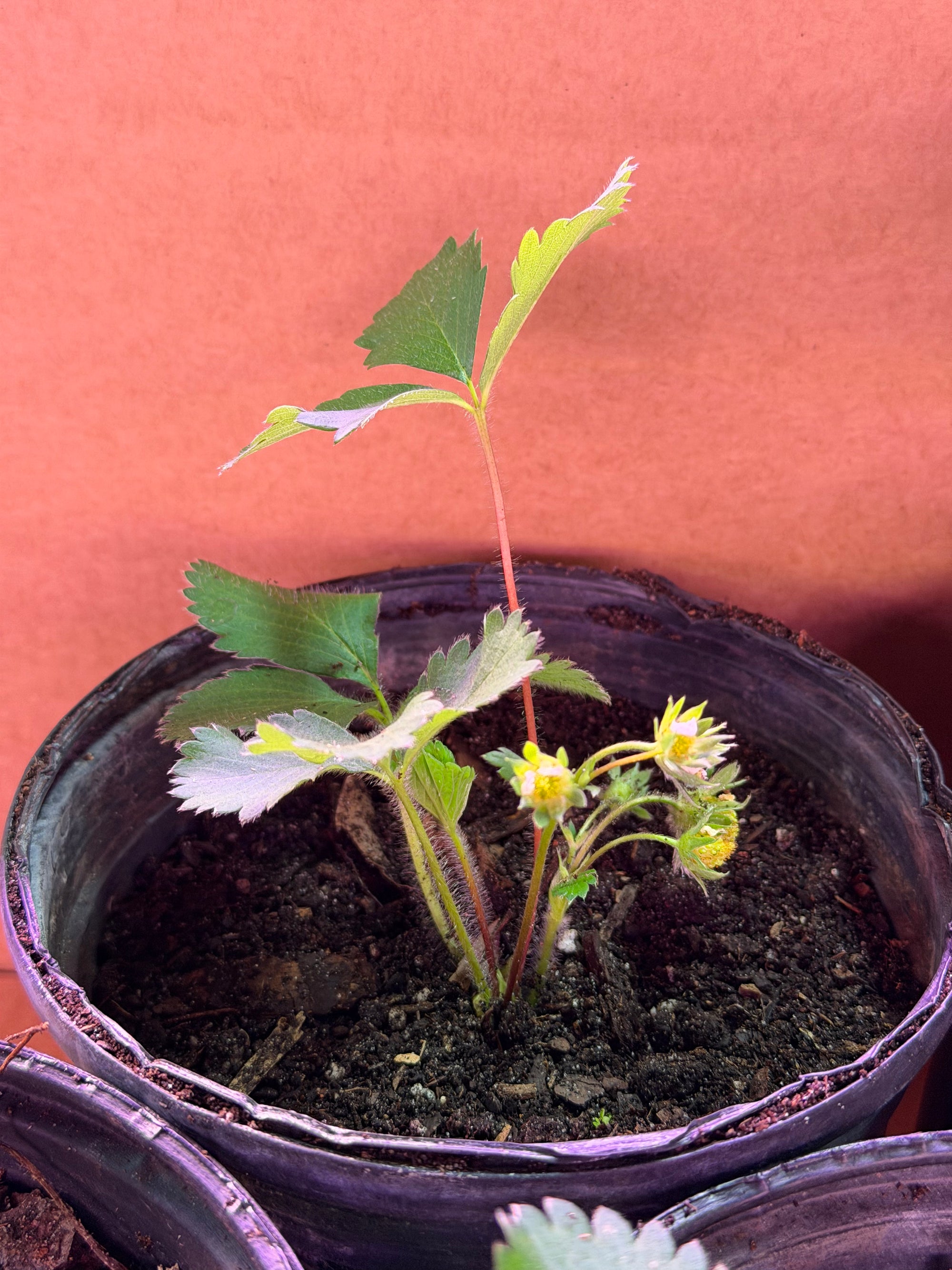Everbearing Strawberry Plants