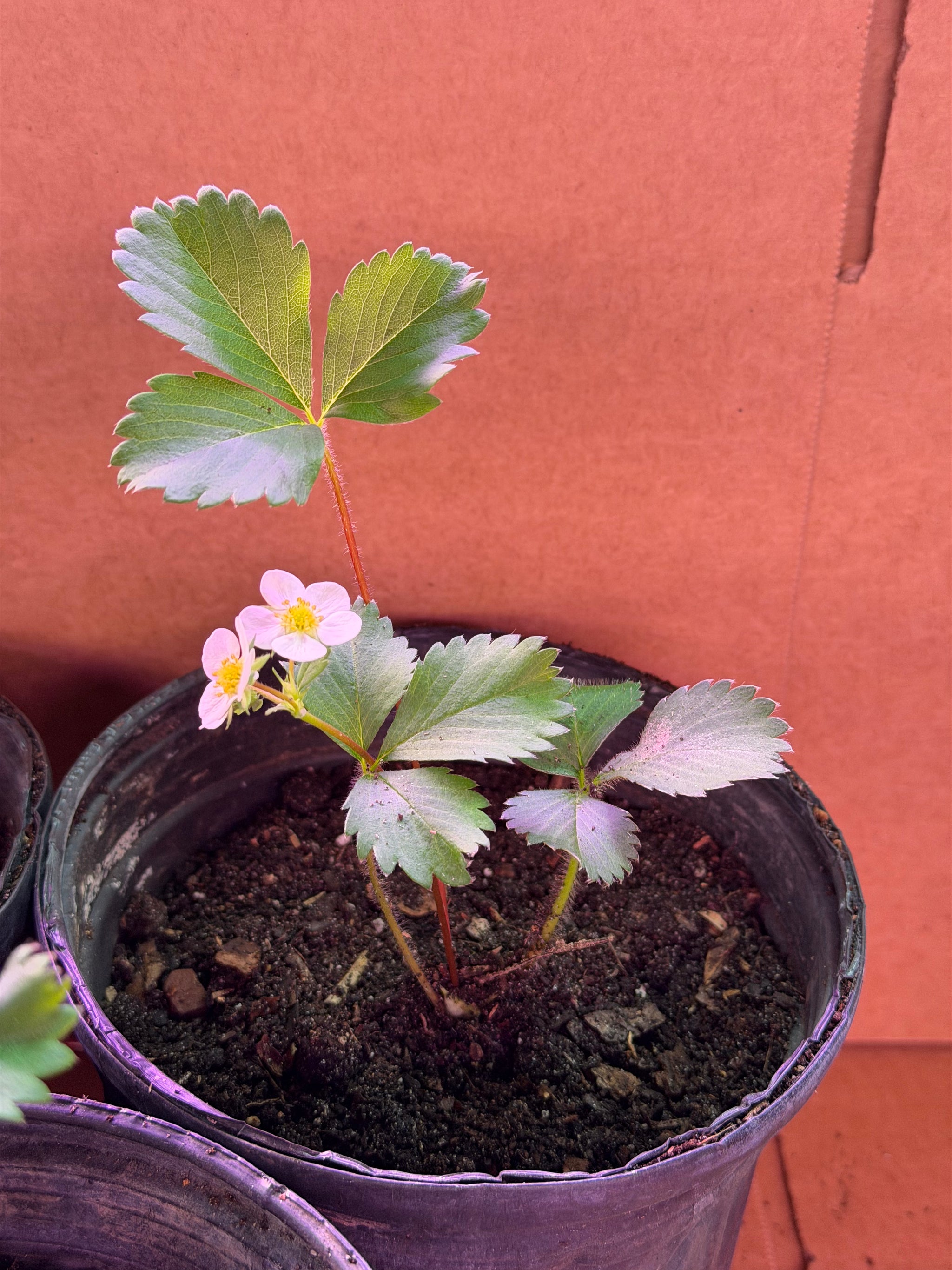 Everbearing Strawberry Plants