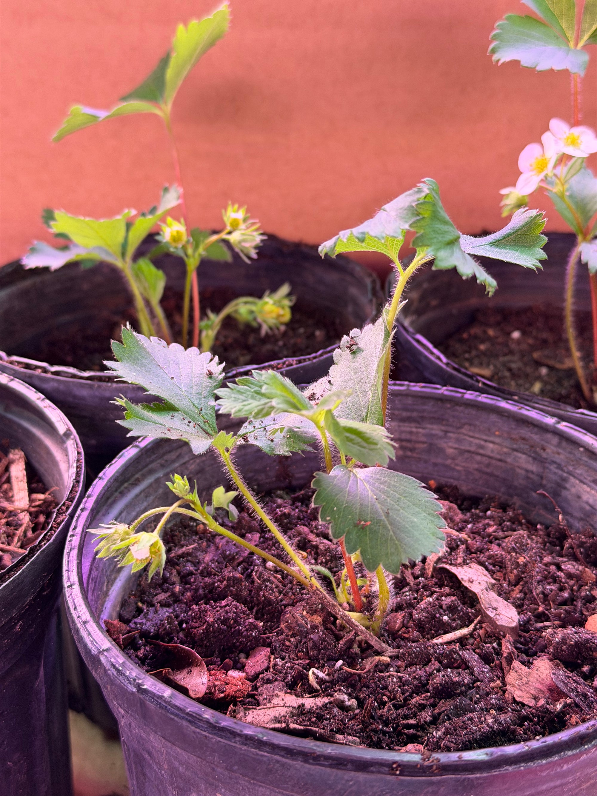 Everbearing Strawberry Plants