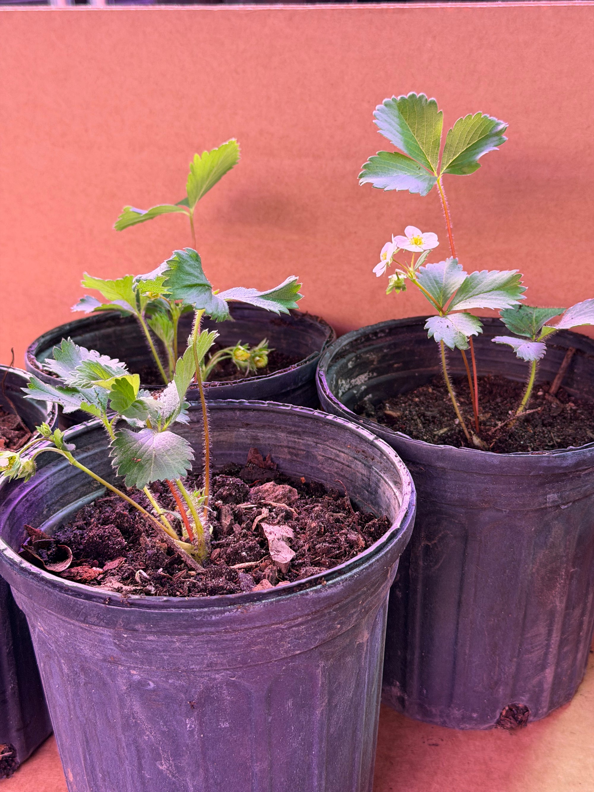 Everbearing Strawberry Plants