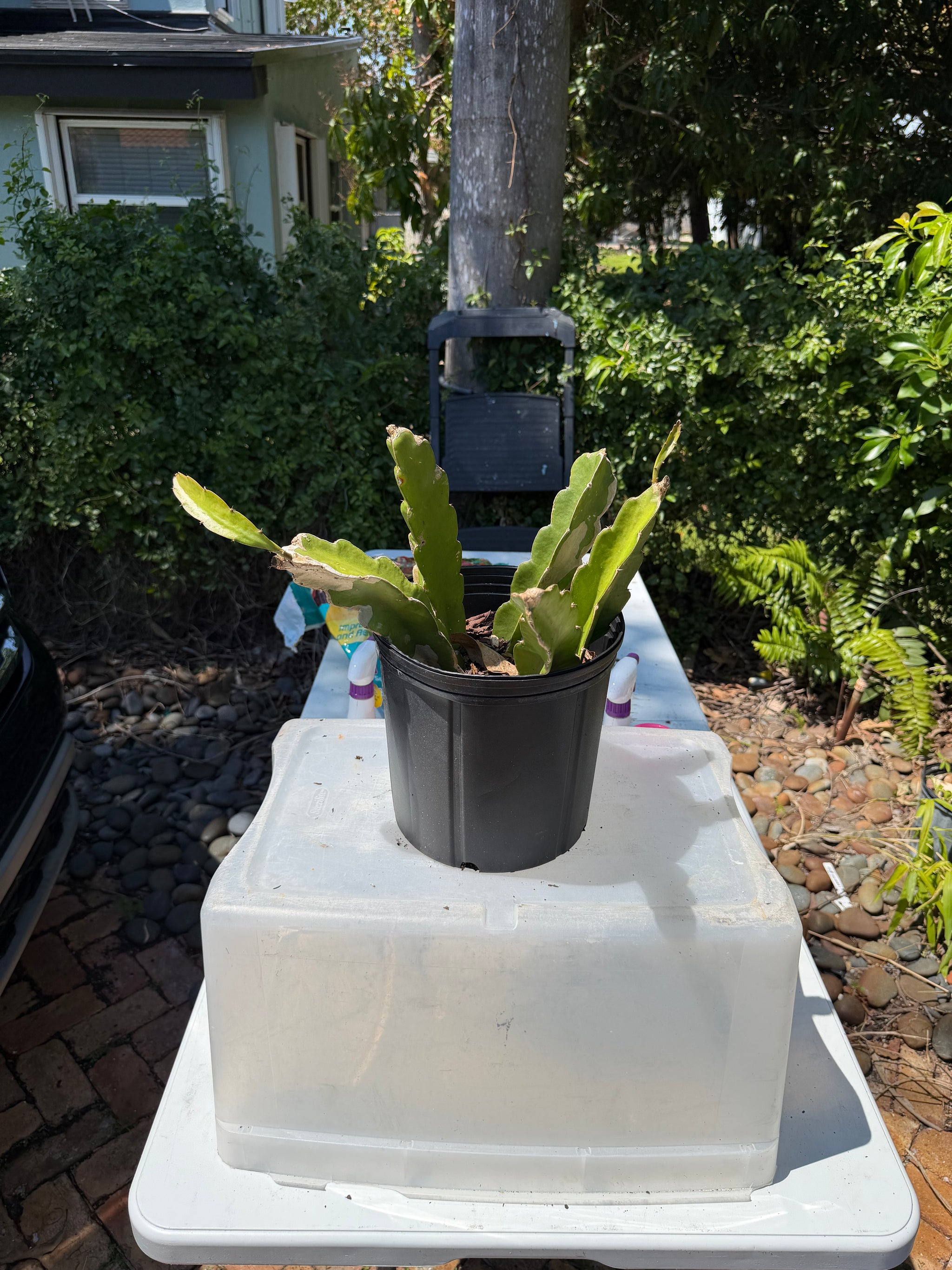 Purple Dragon Fruit Cuttings from Giardino Fresco's Miami nursery (view 3)