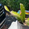 Purple Dragon Fruit Cuttings from Giardino Fresco's Miami nursery