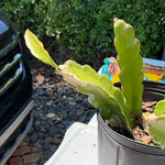 Purple Dragon Fruit Cuttings from Giardino Fresco's Miami nursery