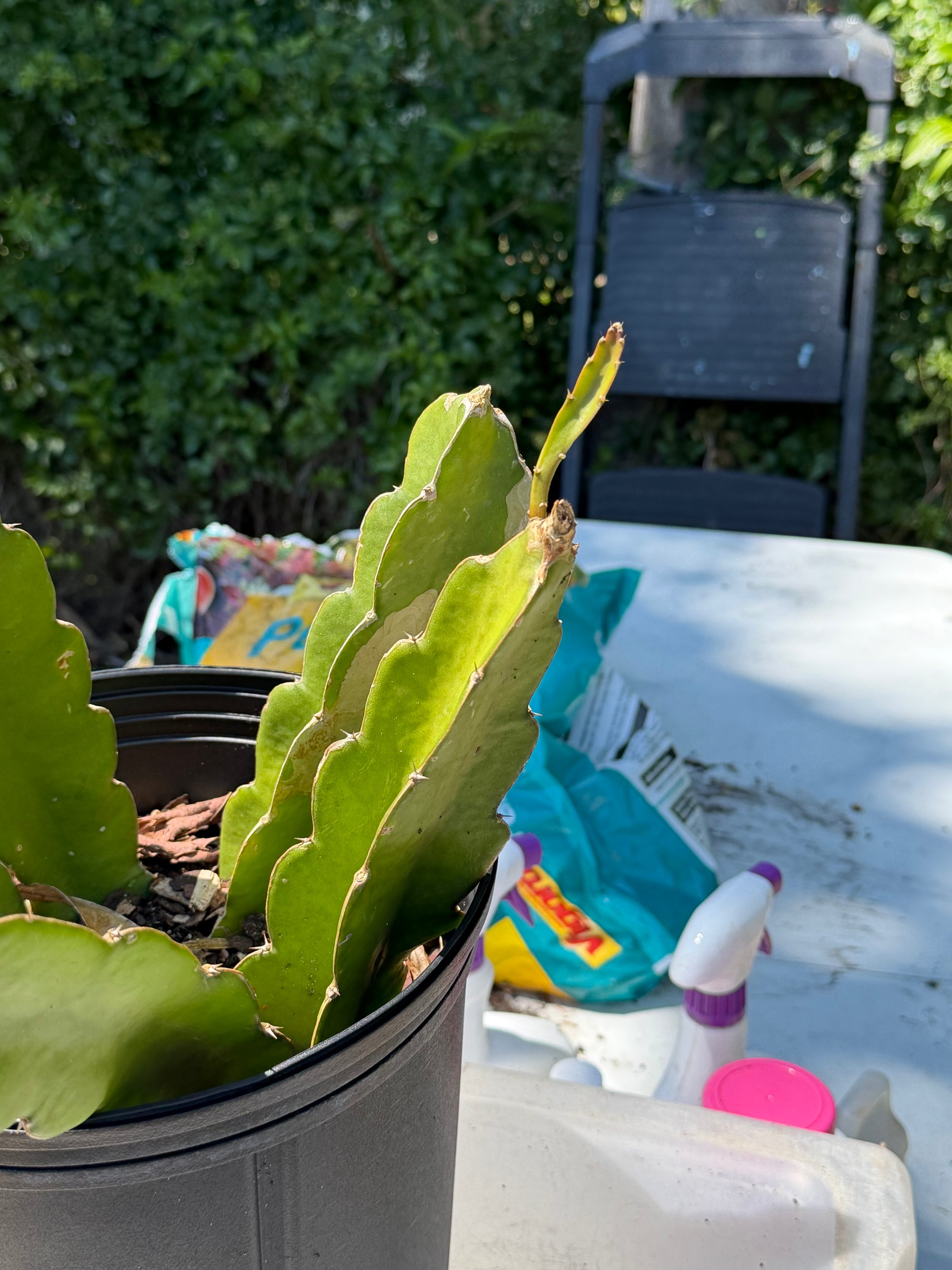 Purple Dragon Fruit Cuttings from Giardino Fresco's Miami nursery (view 4)