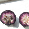 Purple Star Apple / Caimito Grafted Plant 30+ Inch
