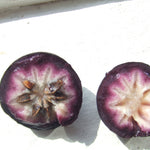 Purple Star Apple / Caimito Grafted Plant 30+ Inch