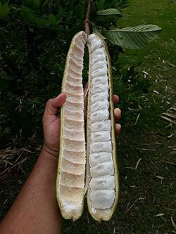 Exotic Fruit Bundle