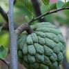 Sugar Apple / Anon Plant Grafted 24-36 Inches
