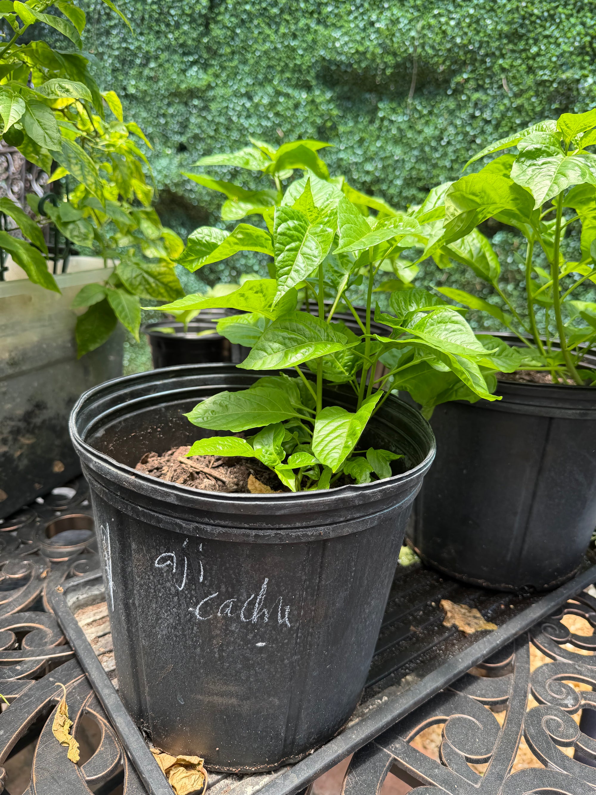 Sweet Chili Pepper (Aji Cachucha, Seasoning) Plant 12+ Inch