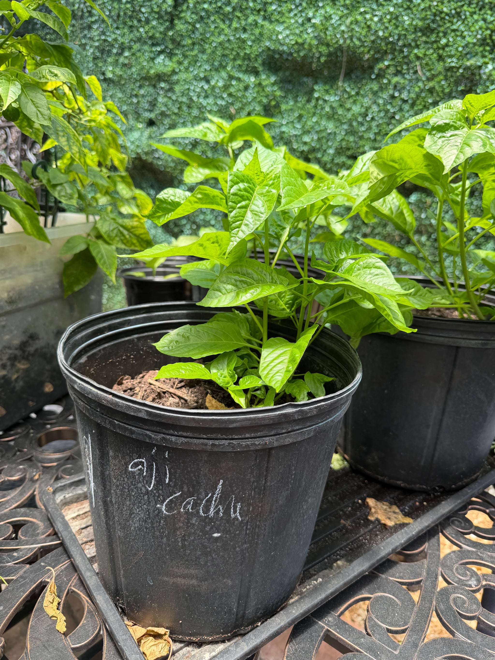 Sweet Chili Pepper (Aji Cachucha, Seasoning) Plant 12+ Inch