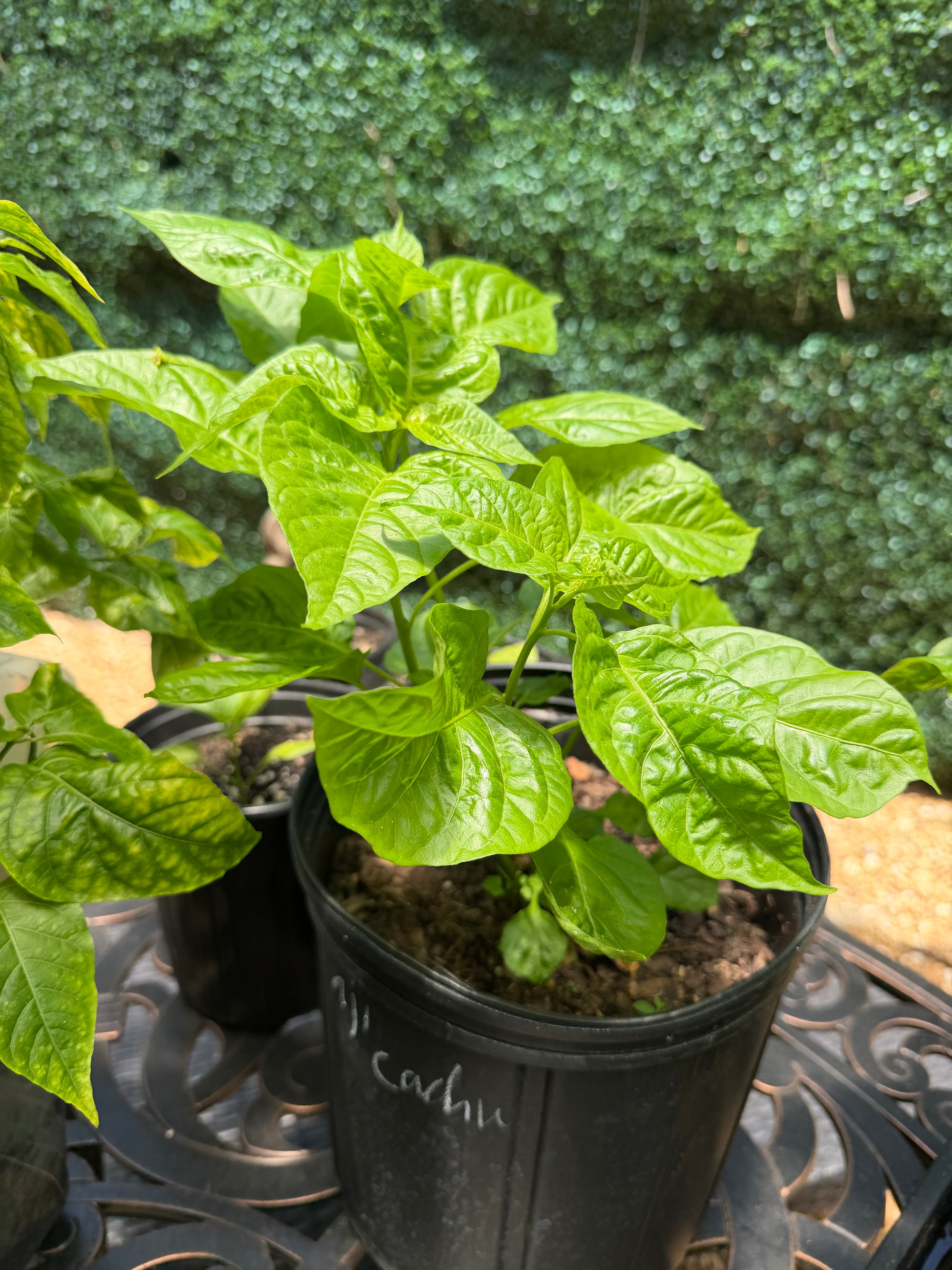 Sweet Chili Pepper (Aji Cachucha, Seasoning) Plant 12+ Inch