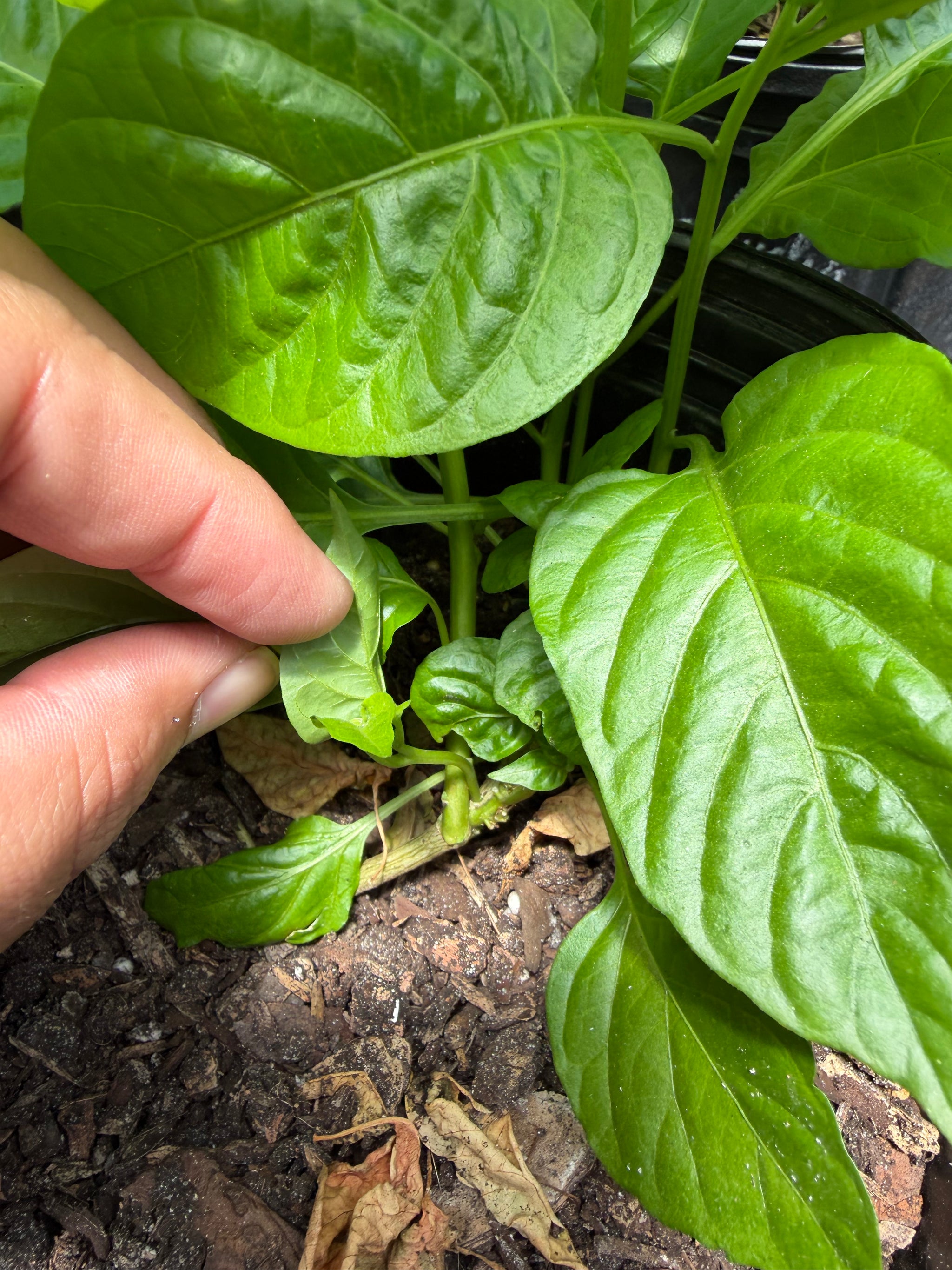 Sweet Chili Pepper (Aji Cachucha, Seasoning) Plant 12+ Inch