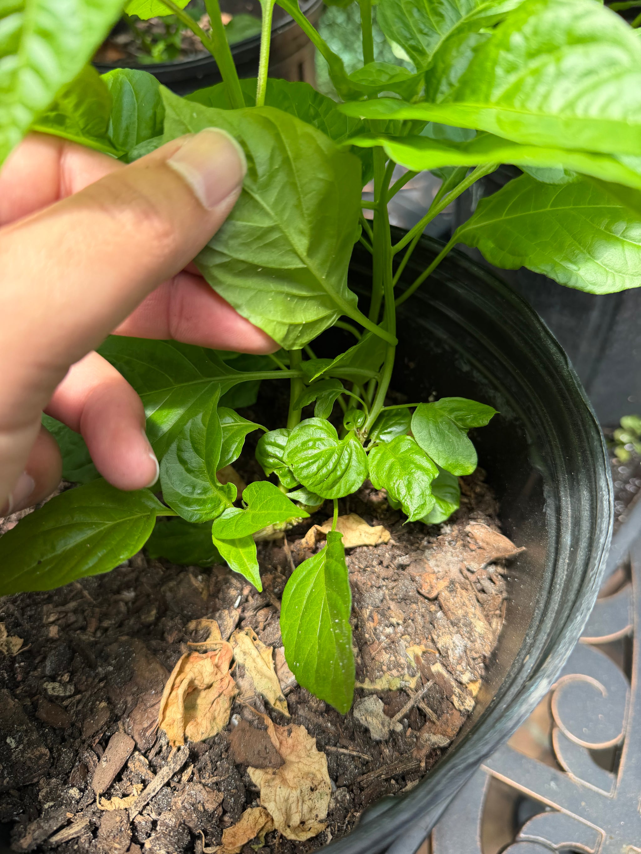 Sweet Chili Pepper (Aji Cachucha, Seasoning) Plant 12+ Inch