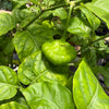 Sweet Chili Pepper (Aji Cachucha, Seasoning) Plant 12+ Inch