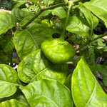 Sweet Chili Pepper (Aji Cachucha, Seasoning) Plant 12+ Inch