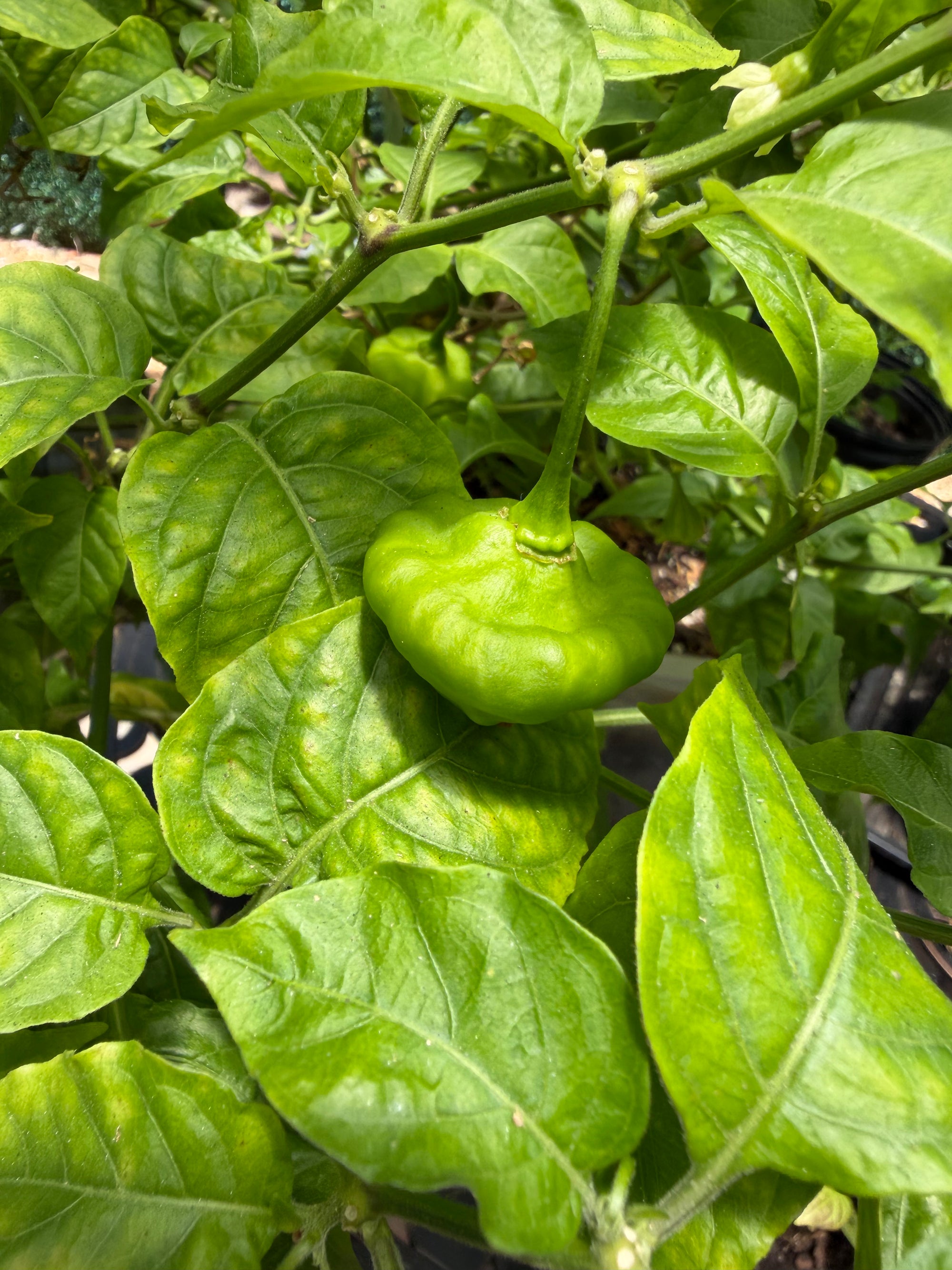 Sweet Chili Pepper (Aji Cachucha, Seasoning) Plant 12+ Inch