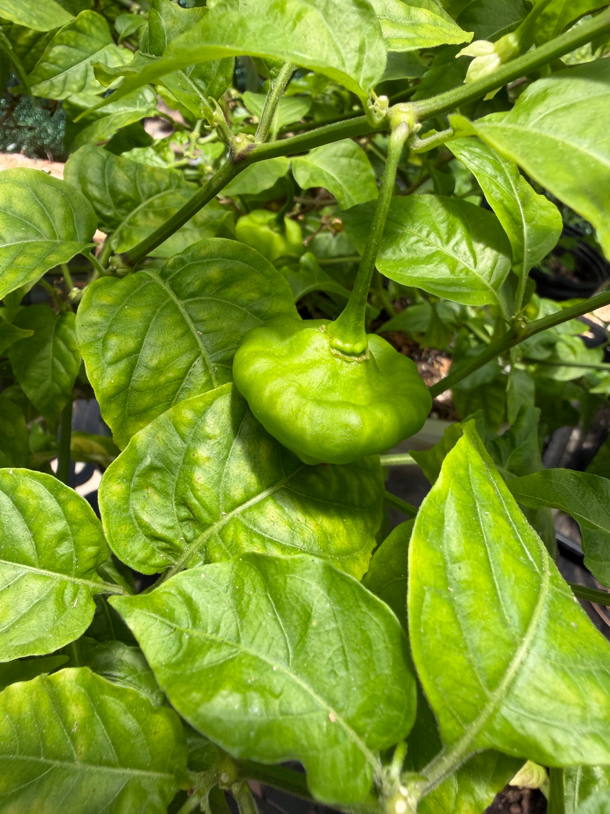 Sweet Chili Pepper (Aji Cachucha, Seasoning) Plant 12+ Inch
