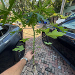 Papaya Plant 12+ Inches (Dwarf Red Lady Papaya)