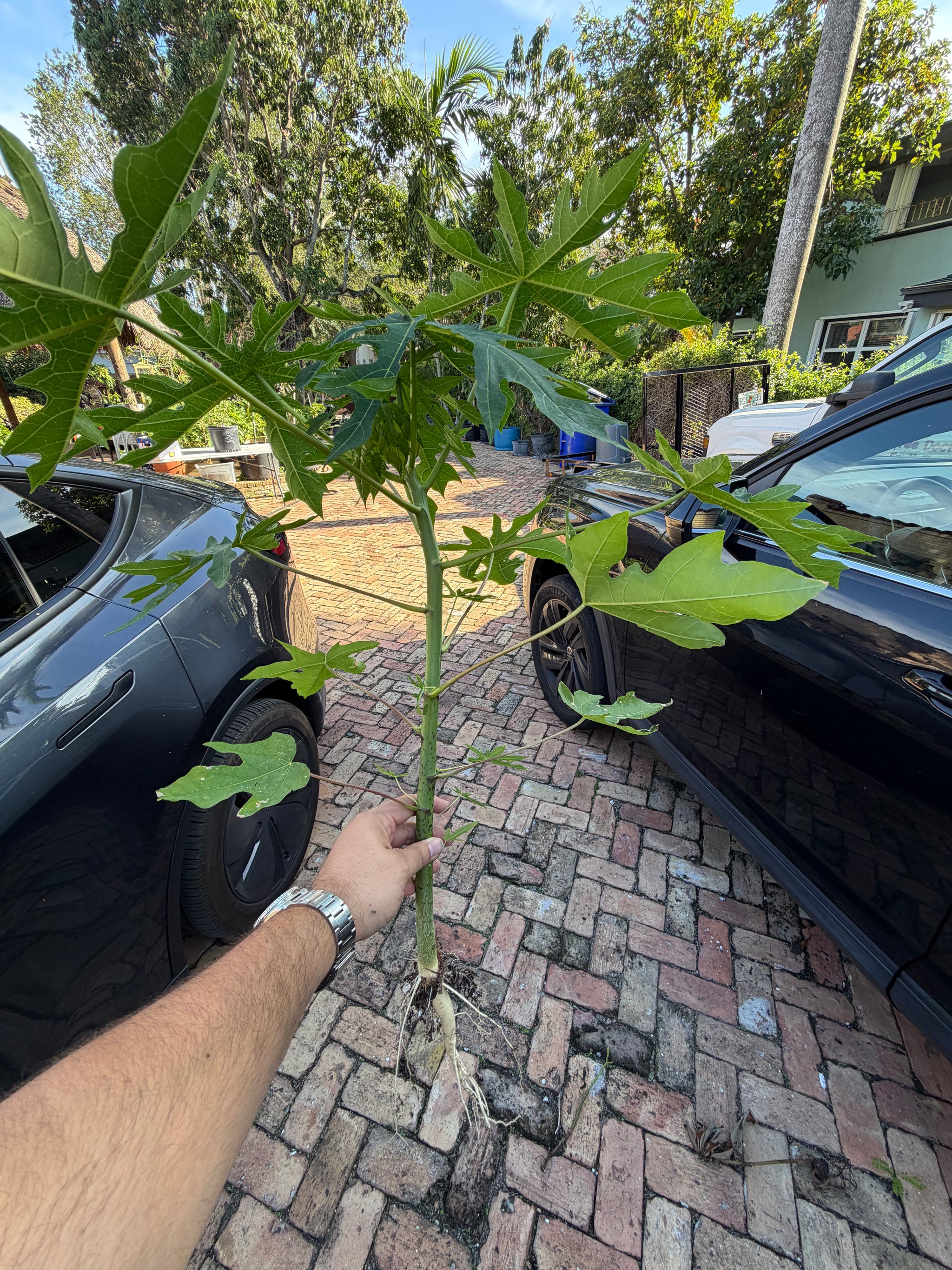 Papaya Plant 12+ Inches (Dwarf Red Lady Papaya)