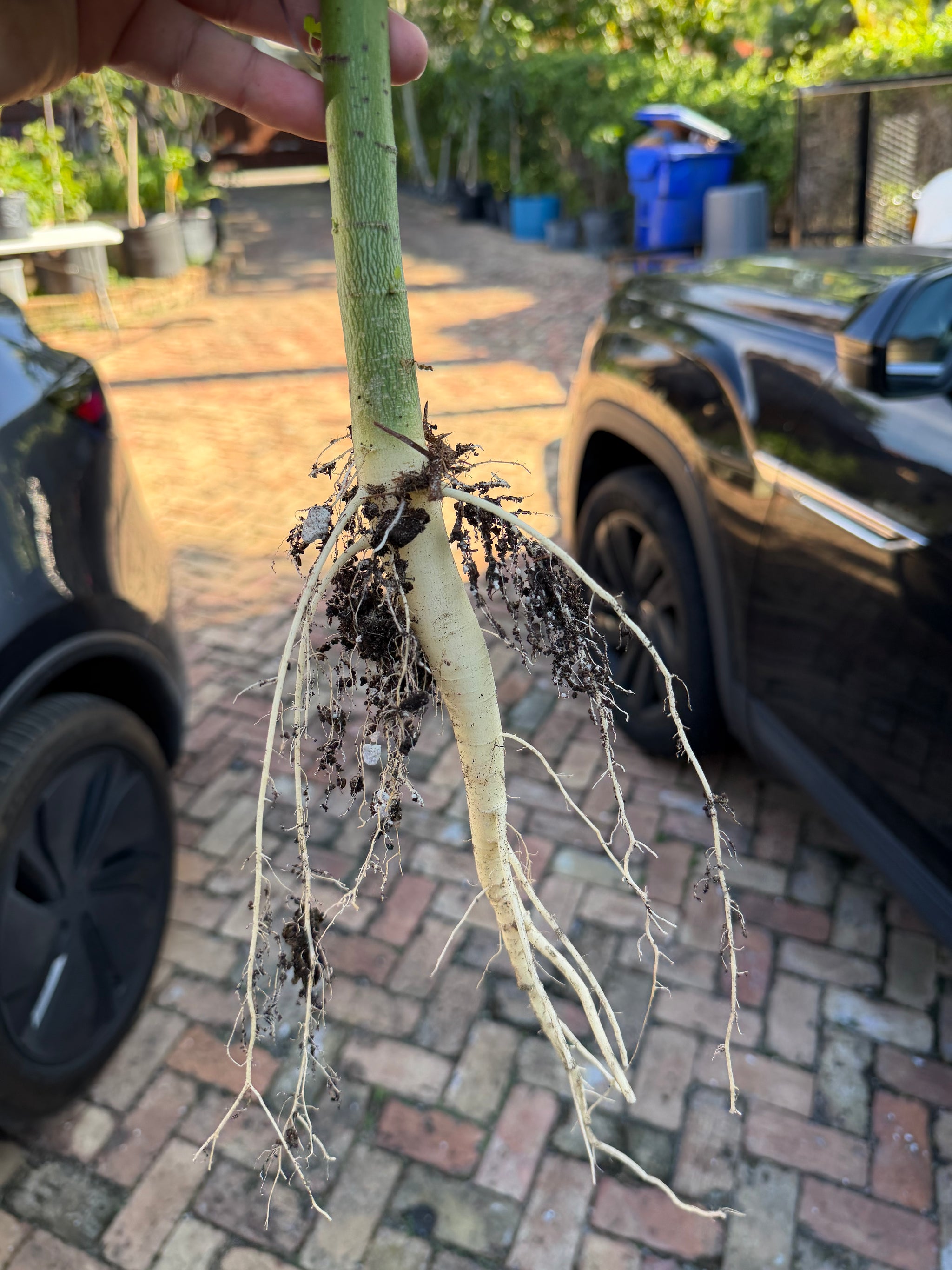 Papaya Plant 12+ Inches (Dwarf Red Lady Papaya)