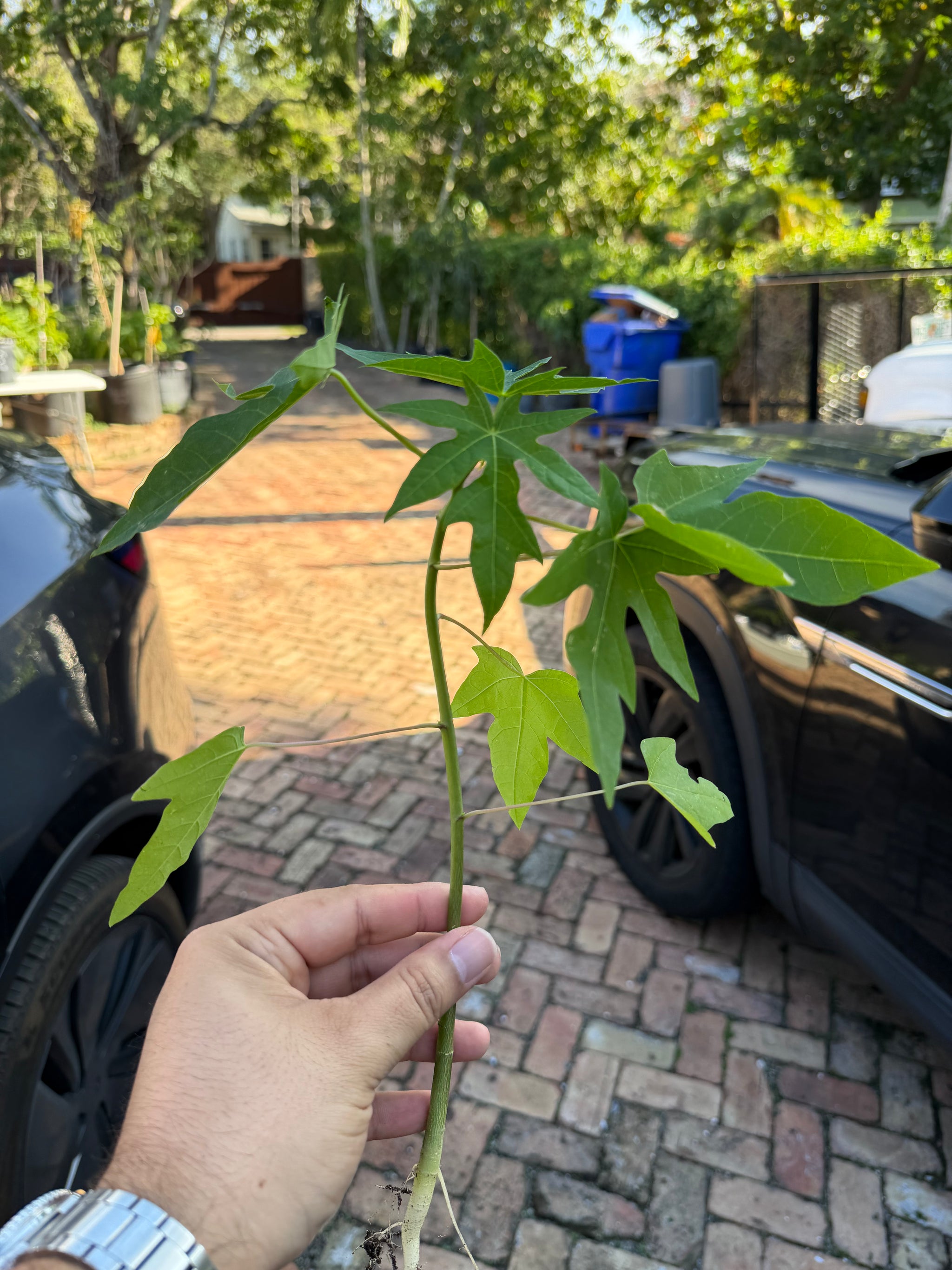 Papaya Plant 12+ Inches (Dwarf Red Lady Papaya)
