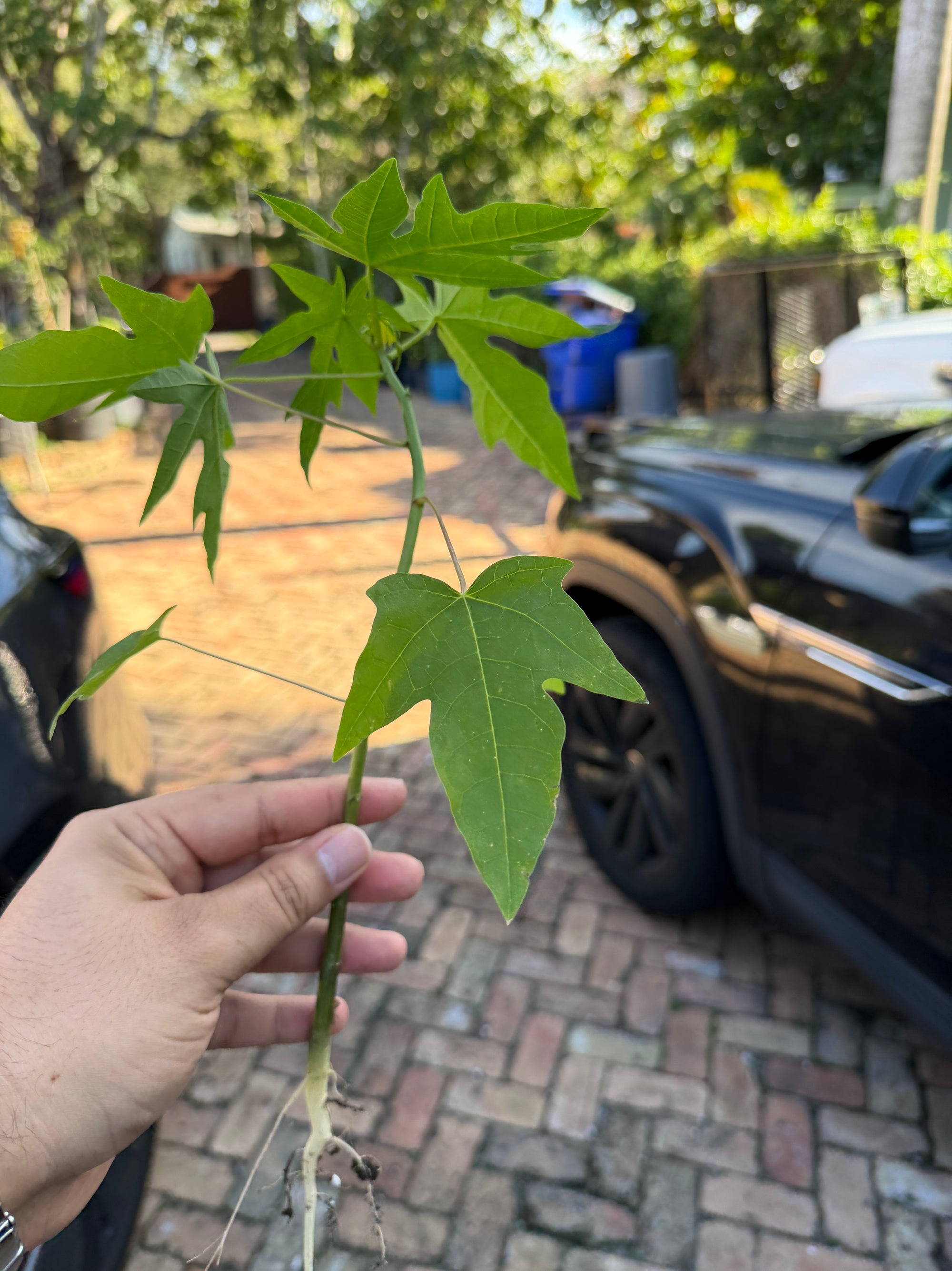 Papaya Plant 12+ Inches (Dwarf Red Lady Papaya)
